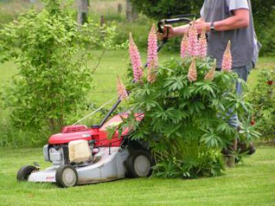 Entretien de parcs et jardins