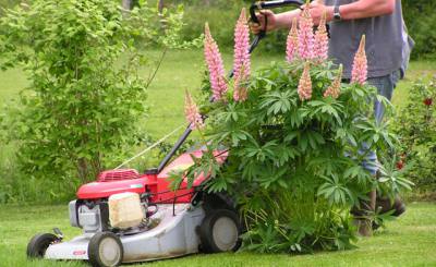 Entretiens de jardins Naintre