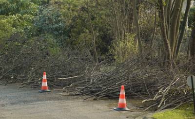 Elagage Ingrandes sur Vienne